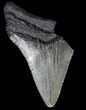Partial, Serrated, Megalodon Tooth - Georgia #56721-1